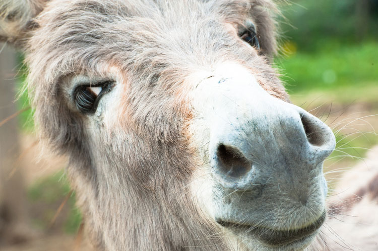 Balaam's donkey